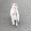 ごはんつぶ