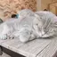 ヘーゼルナッツラテ