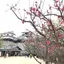 あかね