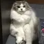 hazzz