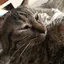猫は正義！