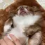 りんこまる