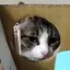 やっさん