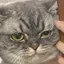 猫ちゃん