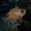 Aqua fish