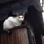 カフェ キサラギ