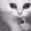 KATuuuuuN