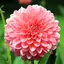Dahlie