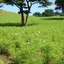 あか