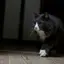 もりのやまねこ