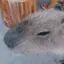 のすのす