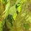 サボテン