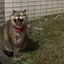 ゆうこ