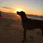 lovedog