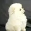 さり