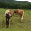 ぴょん