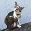 はなつこ