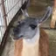 まいK