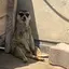 ぴょんきち