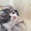 あんこ