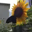 序ノ口