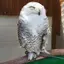 ちゃま