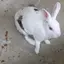 大和なでし子