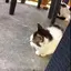 まりか