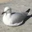 てっぱん君