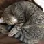 コメコパン