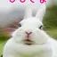 うさぎ