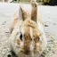 みか