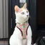 きな