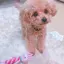 しーぽん