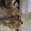 たまご