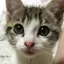 にゃん