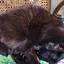 黒猫女帝