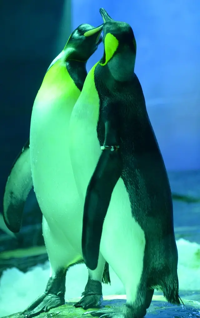 しまね海洋館アクアス