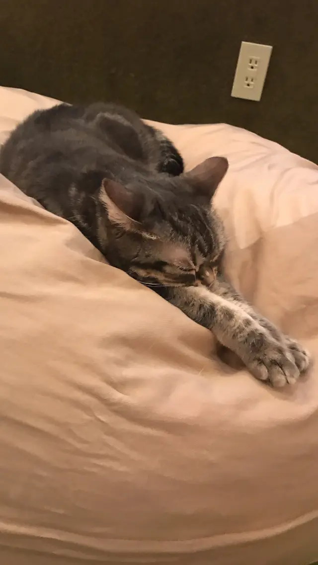 猫カフェ MoCHA（モカ）秋葉原店