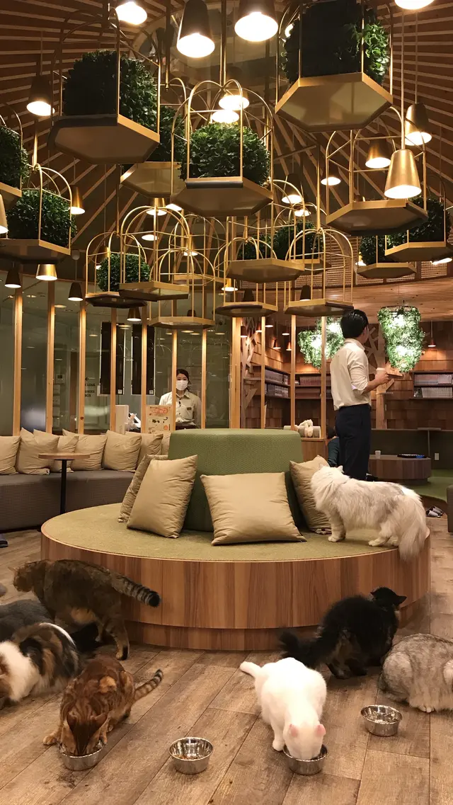 猫カフェ MoCHA（モカ）秋葉原店