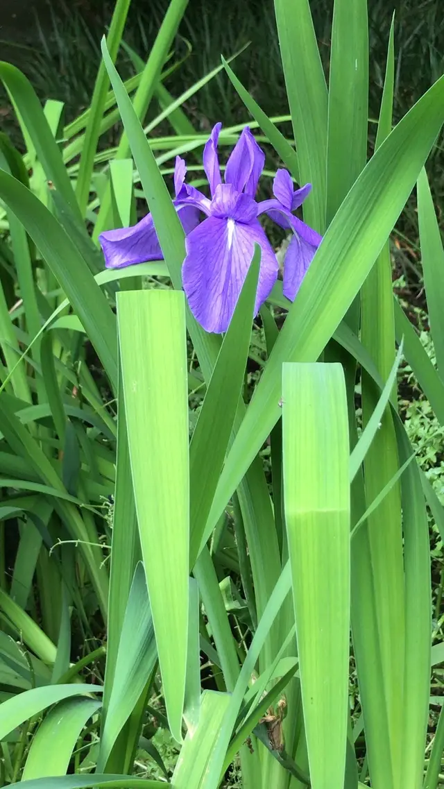 泉谷公園