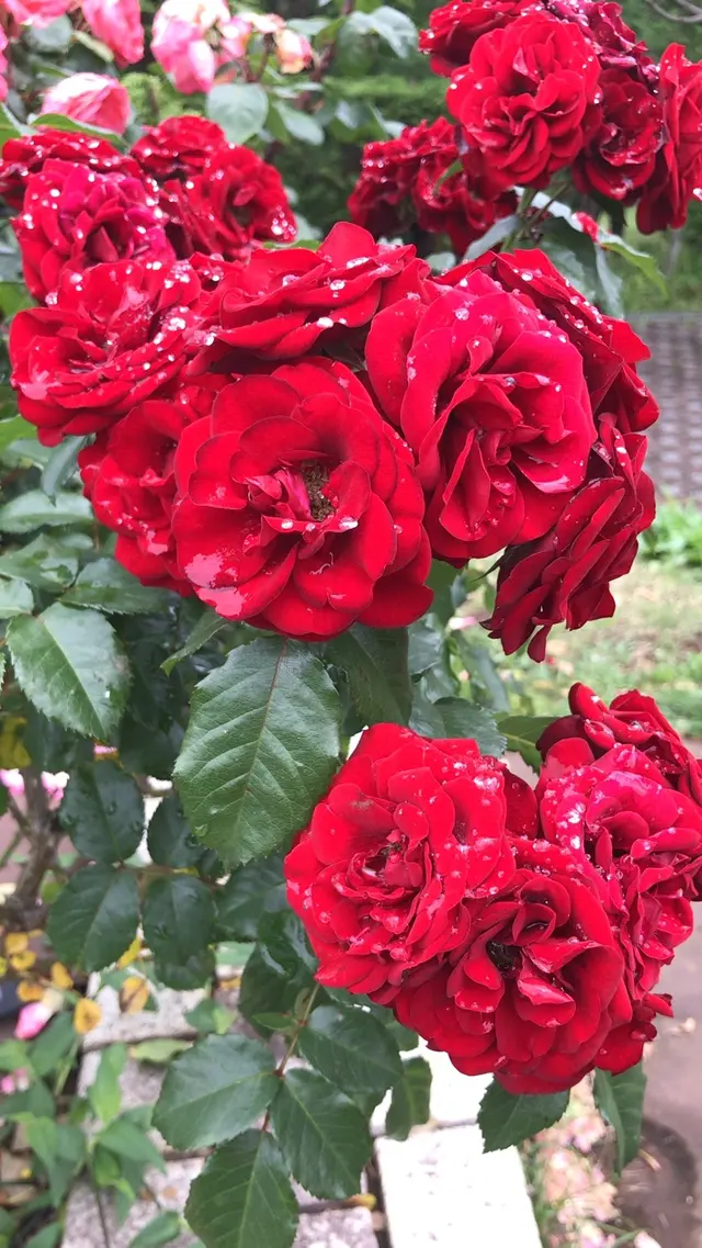 千葉市都市緑化植物園