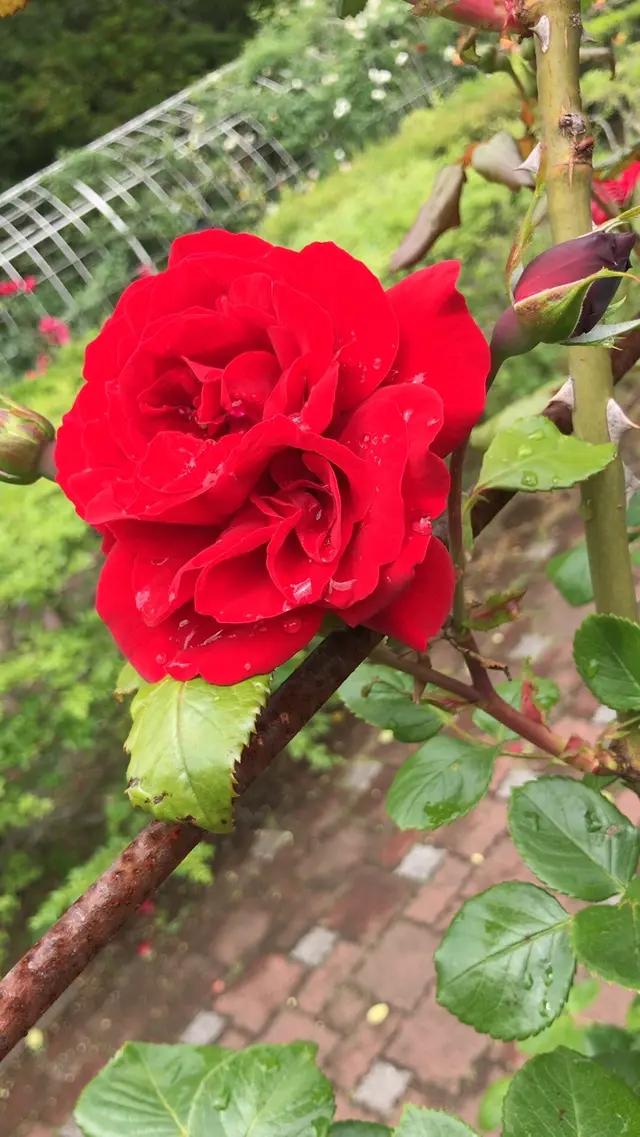 千葉市都市緑化植物園
