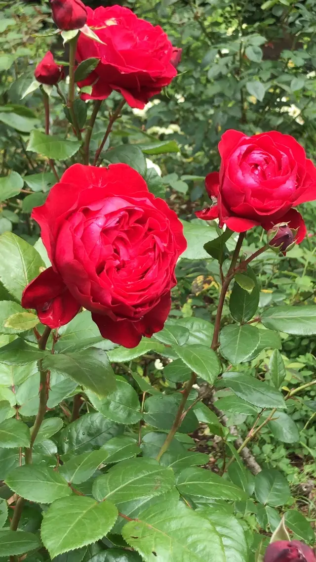 千葉市都市緑化植物園