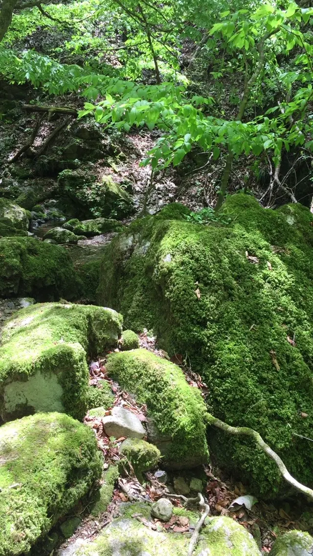 御岳岩石園ロックガーデン