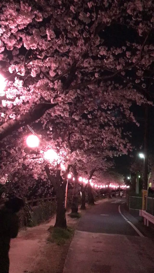 真間川沿い桜並木