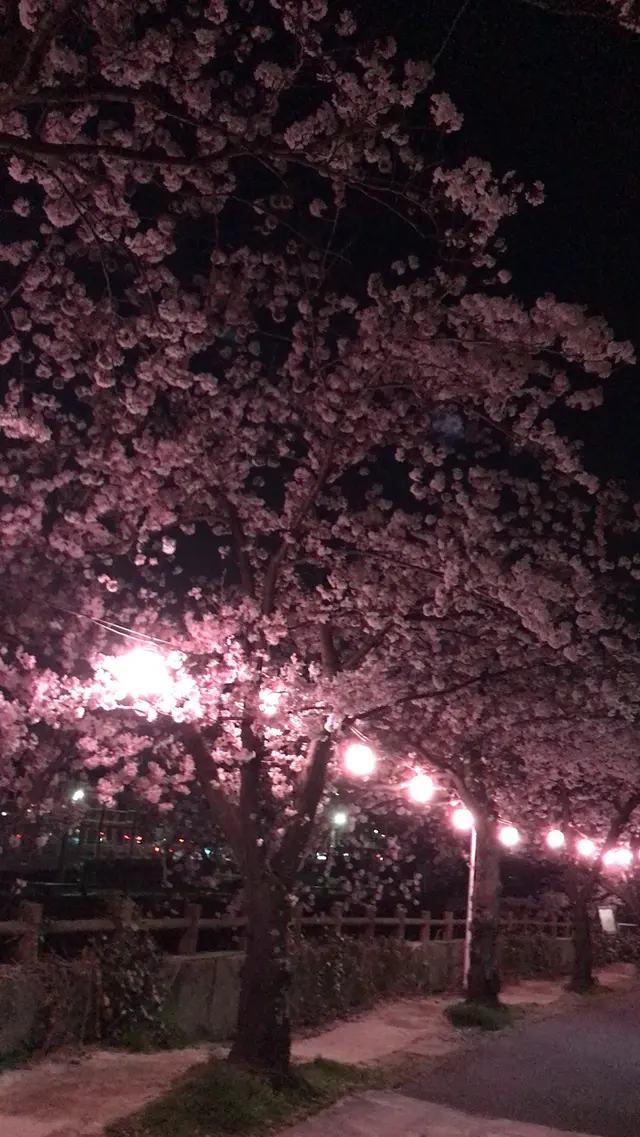 真間川沿い桜並木