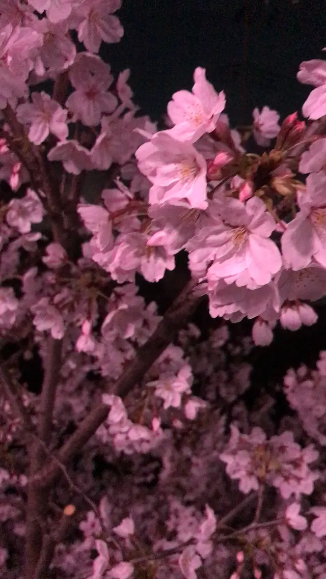 真間川沿い桜並木