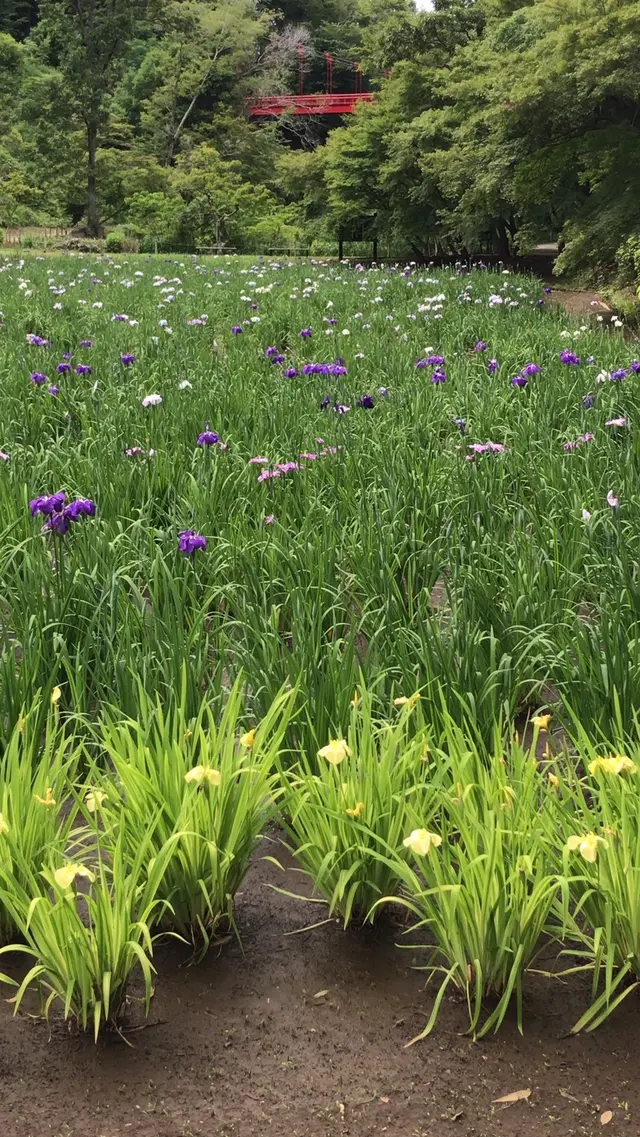 泉自然公園