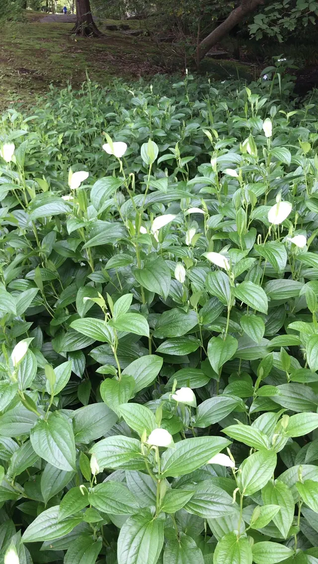 泉谷公園